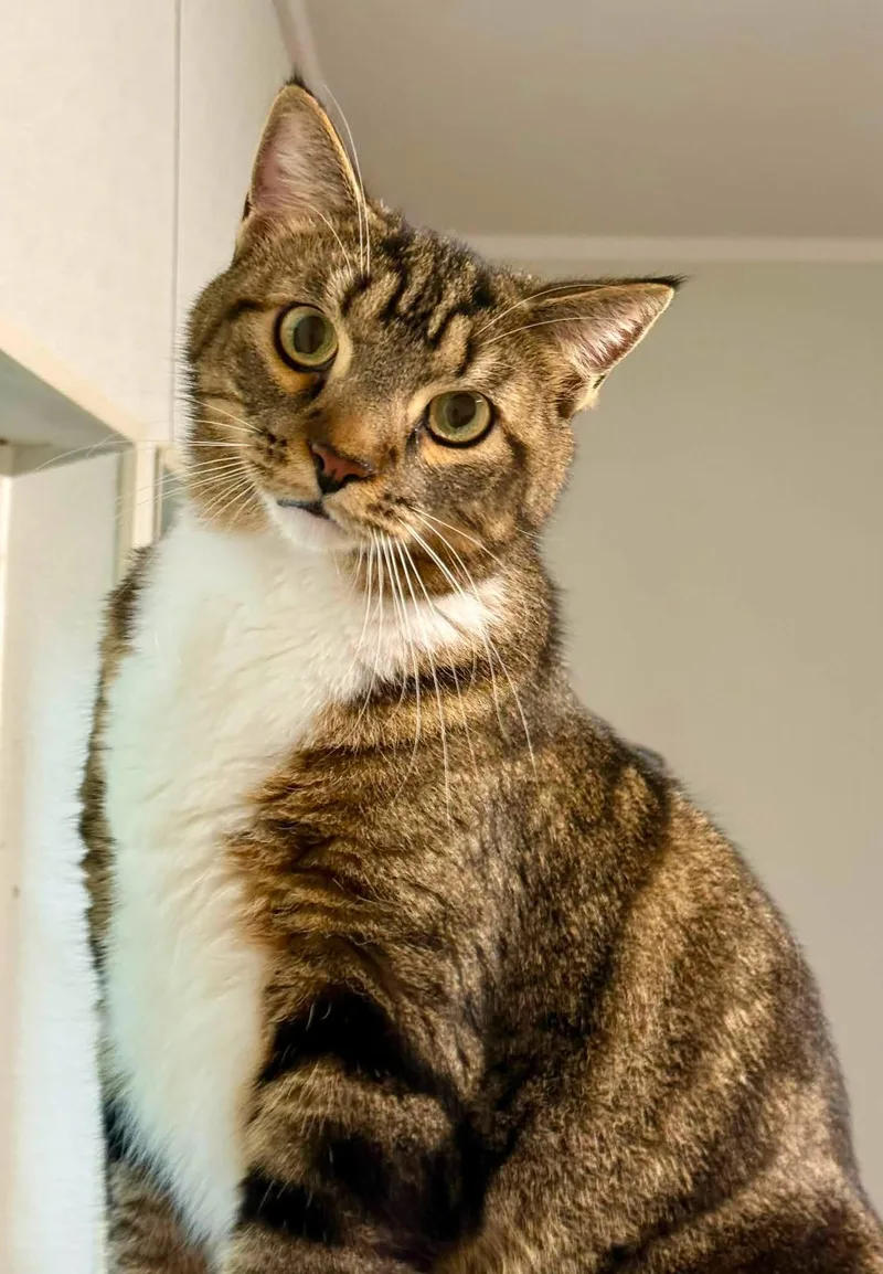 An adult extra large-sized male Domestic Short Hair cat named Squishy for adoption in Bolivia, NC