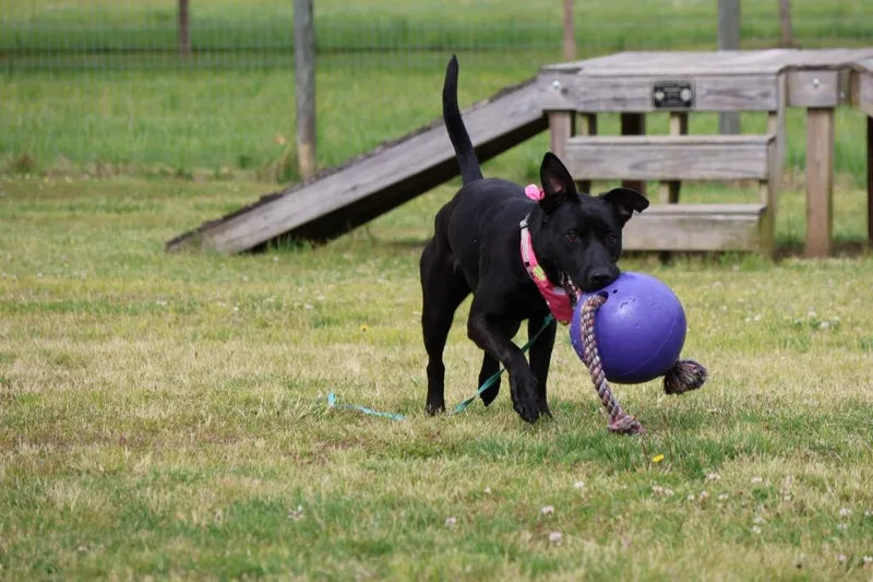 A young medium-sized female Mixed Breed dog named Kiwi for adoption in Columbia, TN