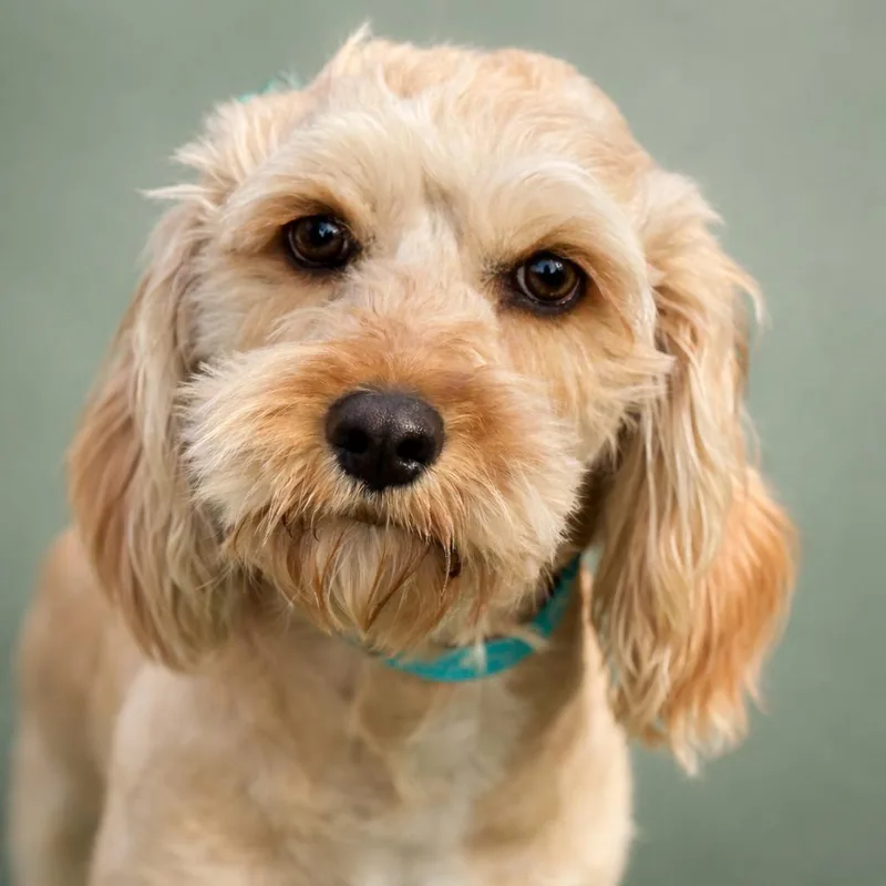 An adult small-sized female Terrier dog named Hera  Ready For for adoption in Hondo, TX