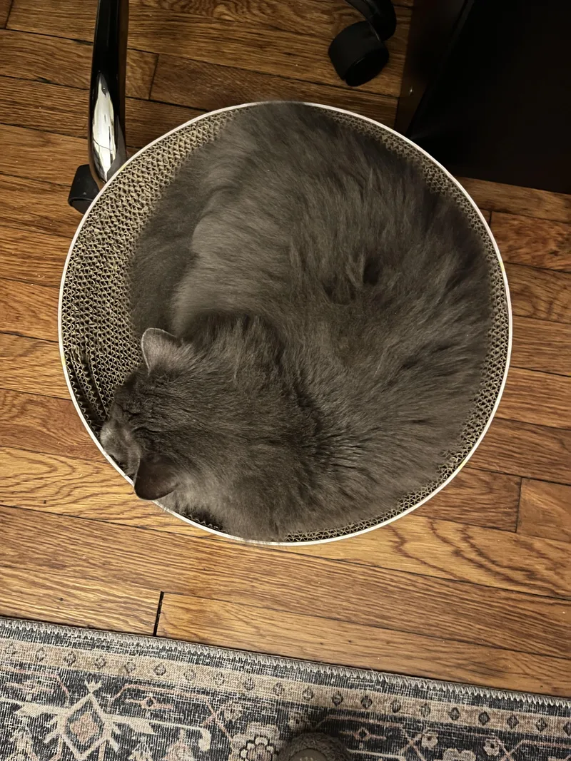 A senior medium-sized male Gray / Blue / Silver Domestic Medium Hair cat named Church for adoption in Canton, MA