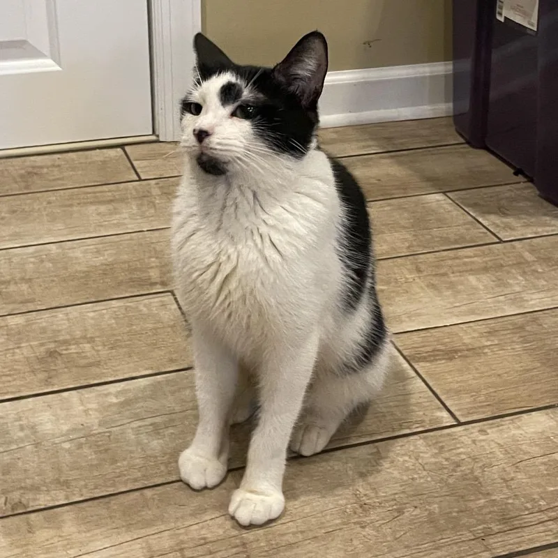 An adult small-sized female Black Domestic Short Hair cat named Marble for adoption in Middle Village, NY