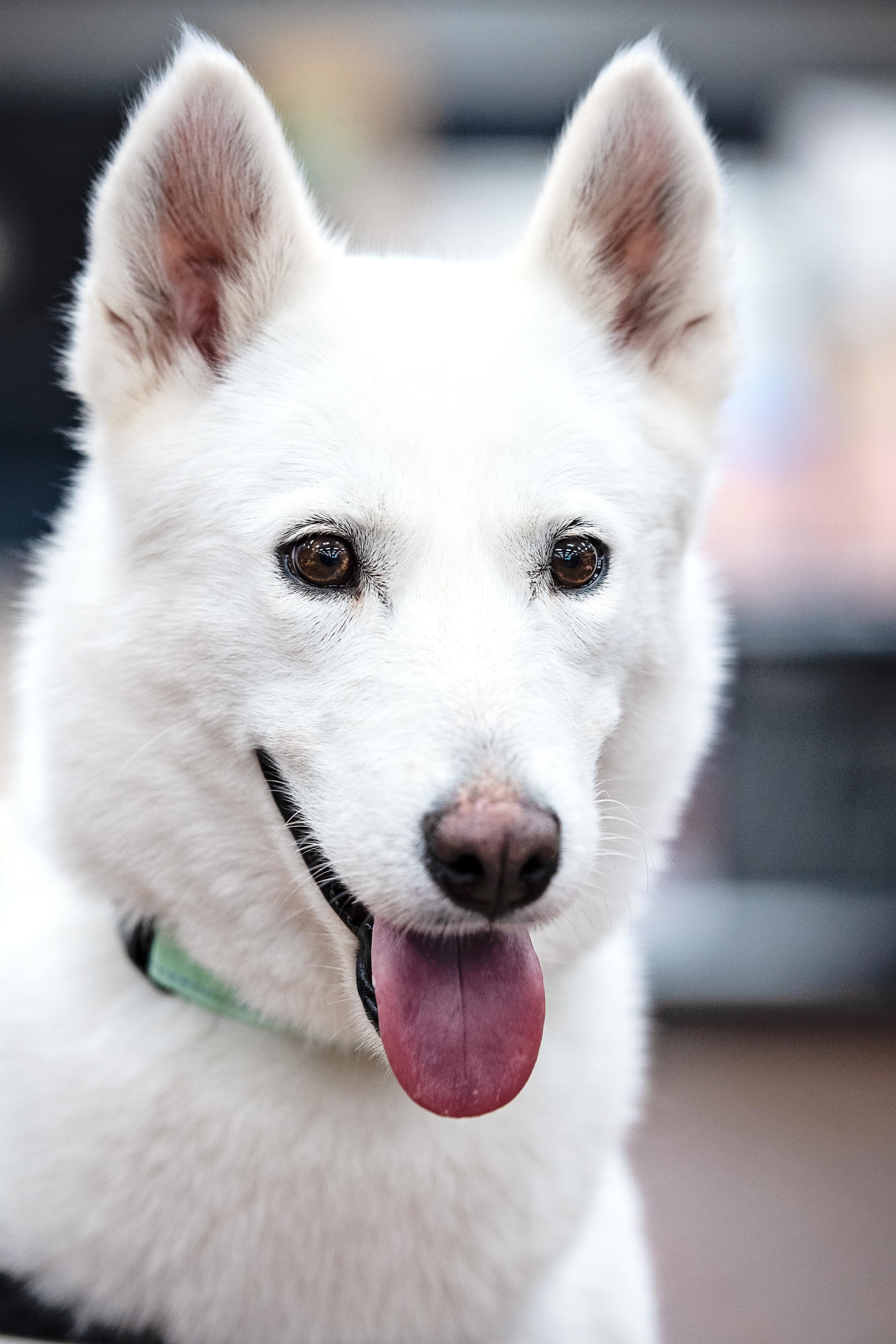 Kiara