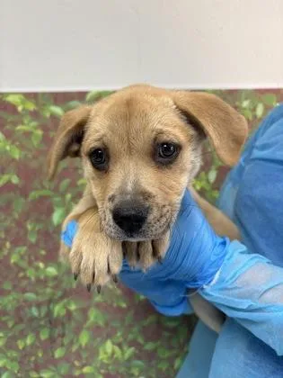 A young small-sized female Shepherd dog named Stacy for adoption in San Antonio, TX