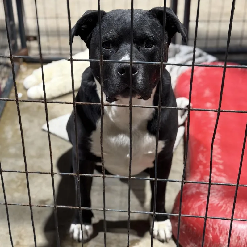 An adult medium-sized male Black Pit Bull Terrier dog named Chunk for adoption in Fort Smith, AR