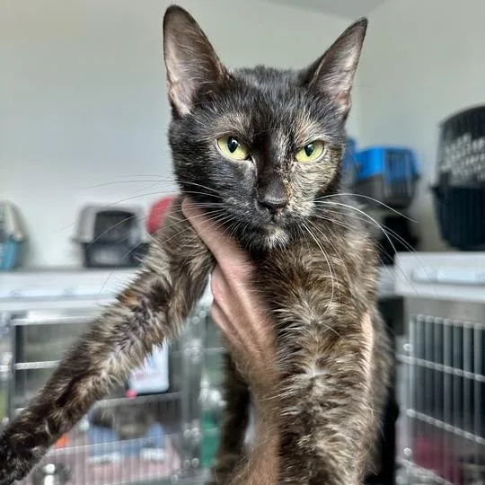 An adult small-sized female Tortoiseshell Domestic Short Hair cat named Mocha for adoption in Matteson, IL