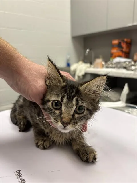 A baby small-sized female Domestic Short Hair cat named Speedway for adoption in Indianapolis, IN