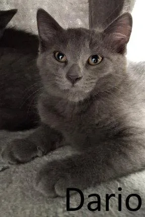 Dario