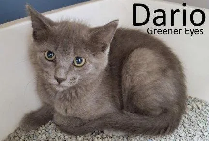 Dario thumbnail 2