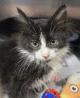 A young small-sized female Domestic Short Hair cat named Rain for adoption in North Myrtle Beach, SC