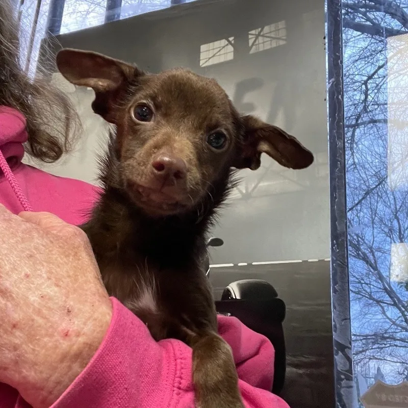 Chocolate Babka thumbnail 2