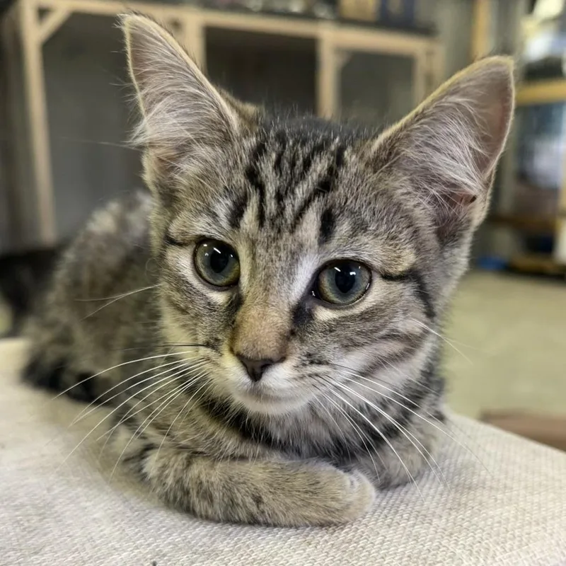 A baby small-sized female Brown / Chocolate Domestic Short Hair cat named Lauren for adoption in Pittsburgh, PA