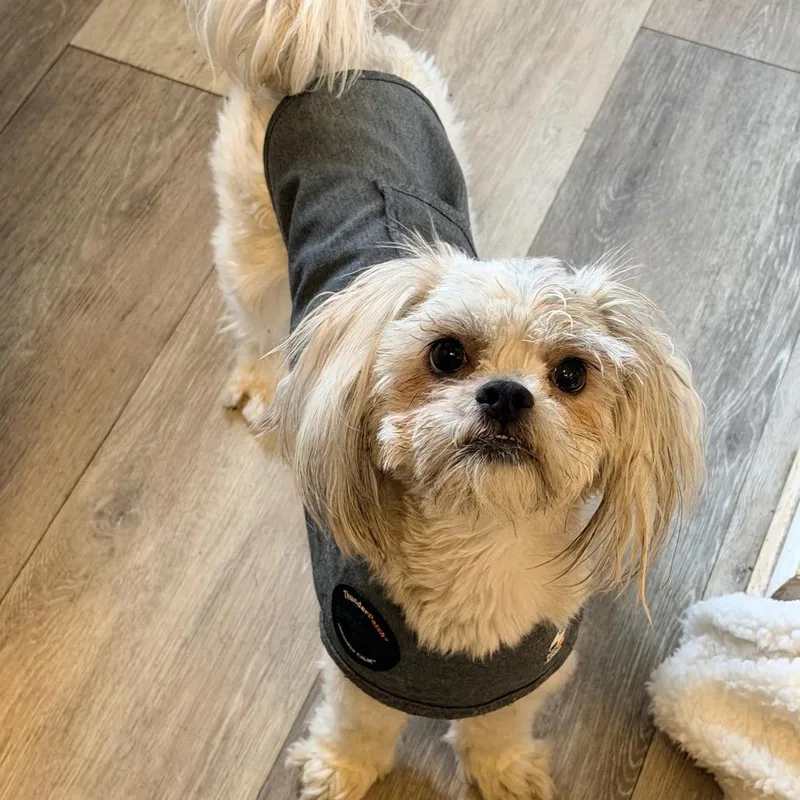 An adult small-sized male White / Cream Shih Tzu dog named Charlie for adoption in Newark, NJ