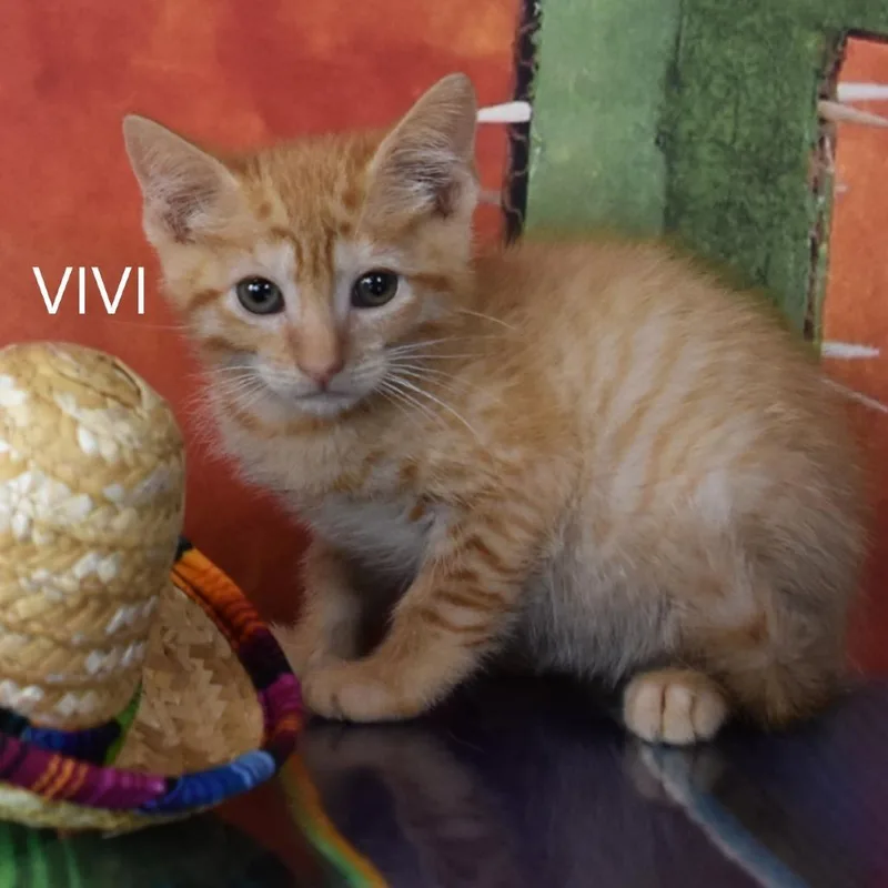 Vivi
