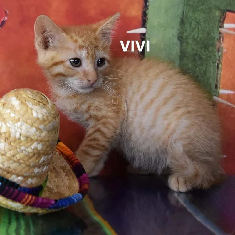 Vivi thumbnail 2