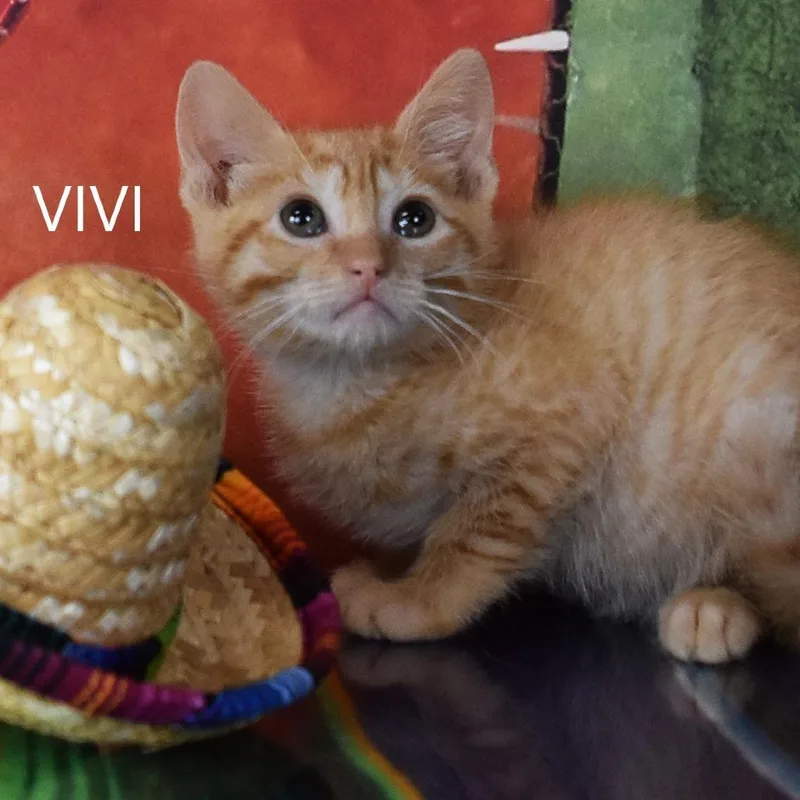 Vivi thumbnail 3