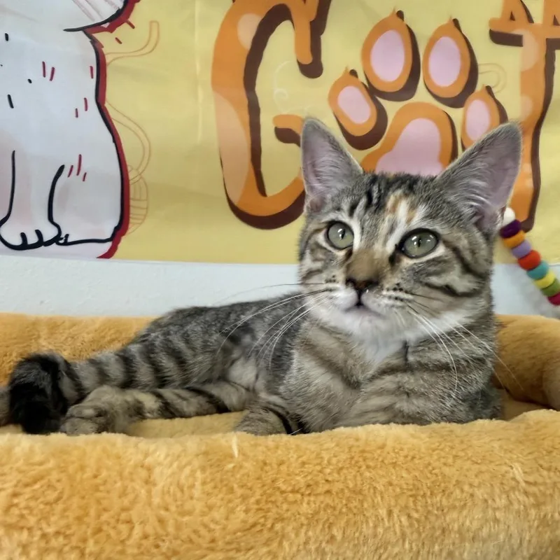 A baby small-sized female Brown / Chocolate Domestic Short Hair cat named Jemma for adoption in Houston, TX