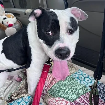 Jackie Robinson thumbnail 2