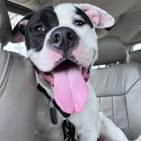 Jackie Robinson thumbnail 3