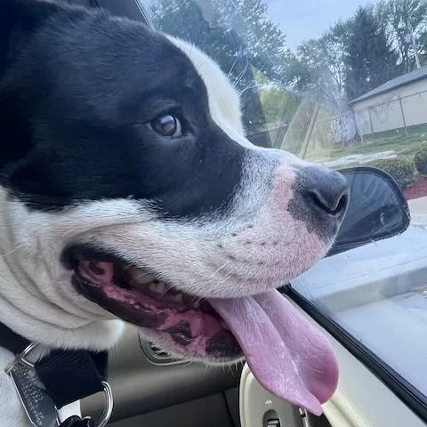 Jackie Robinson thumbnail 4