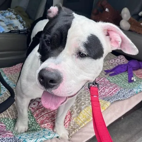 Jackie Robinson thumbnail 5