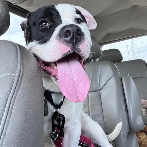 Jackie Robinson thumbnail 6