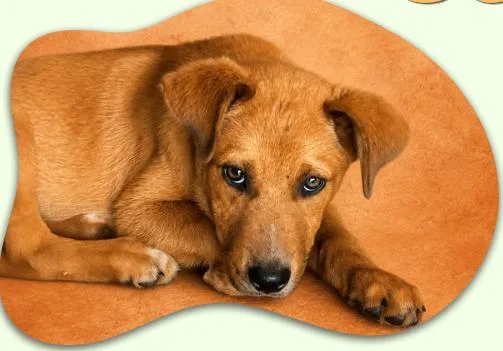 A young medium-sized female Yellow / Tan / Blond / Fawn Mixed Breed dog named Squash for adoption in Chickasha, OK
