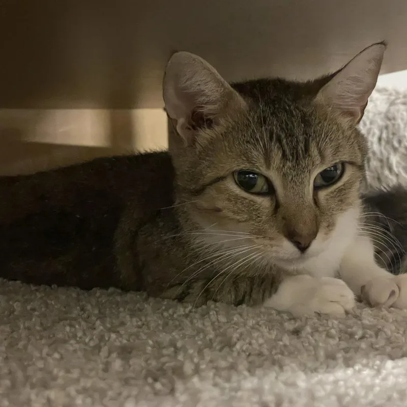 A young medium-sized female Domestic Short Hair cat named Heather for adoption in Cumming, GA
