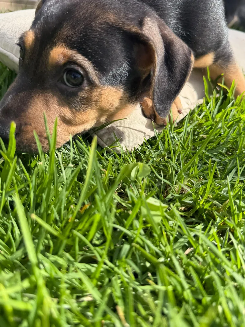 A baby medium-sized female Shar-Pei dog named Niblet for adoption in Austin, TX