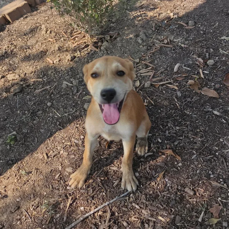 A baby medium-sized female Yellow Labrador Retriever dog named Sahara JuM for adoption in Austin, TX