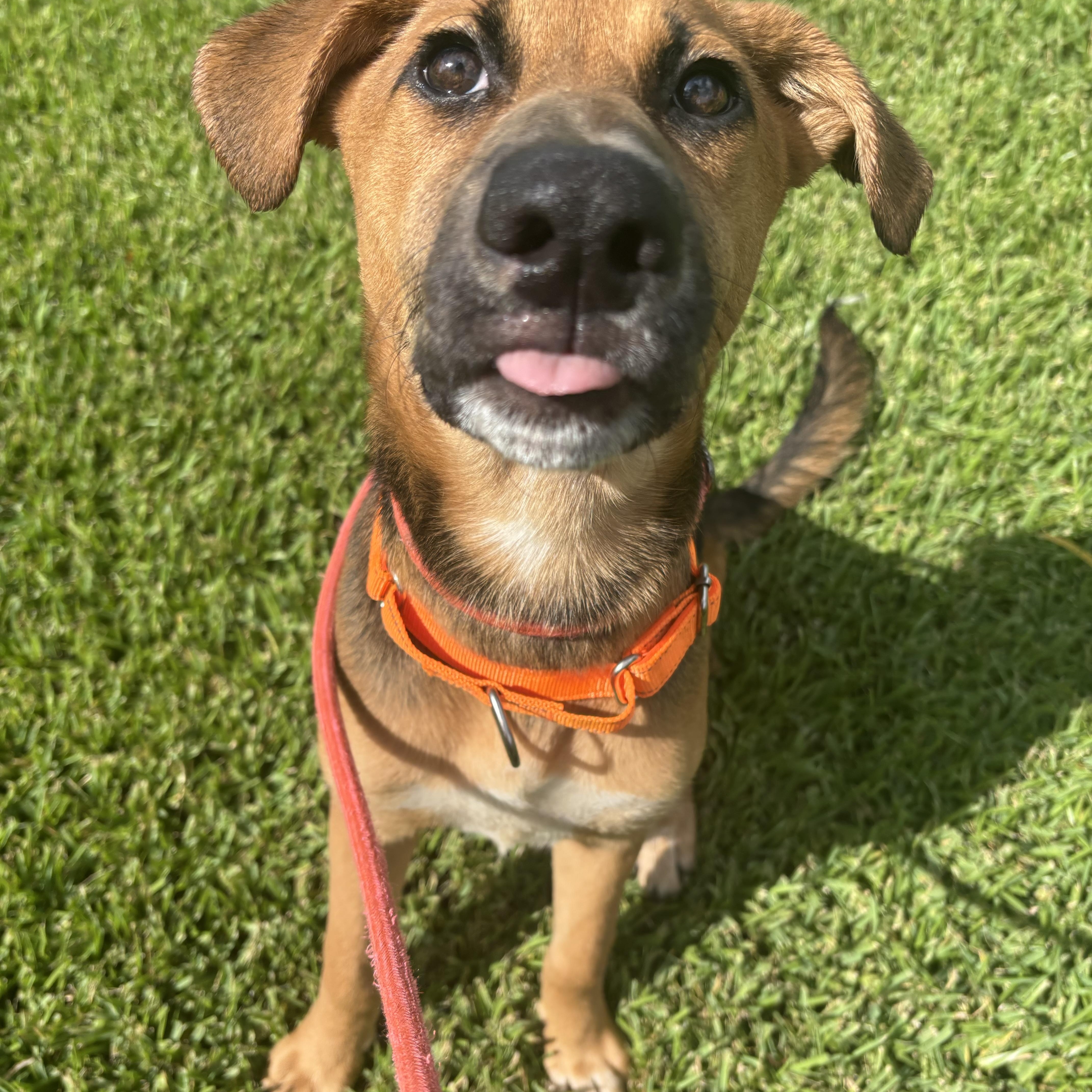 A baby medium-sized female Bicolor Shepherd dog named Fern for adoption in Pearland, TX