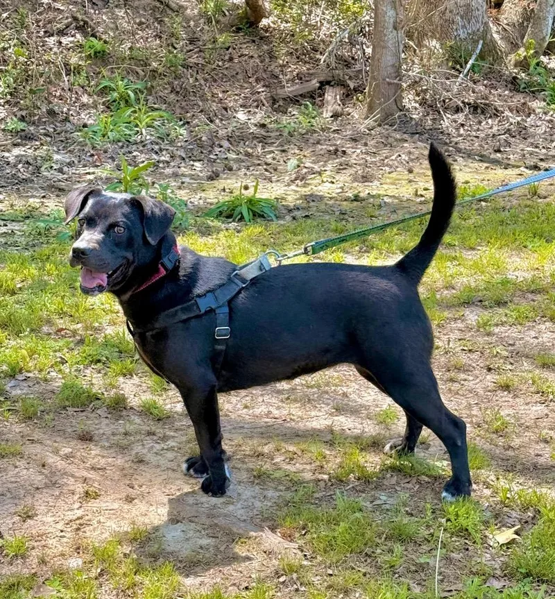 Sweet Pea thumbnail 2