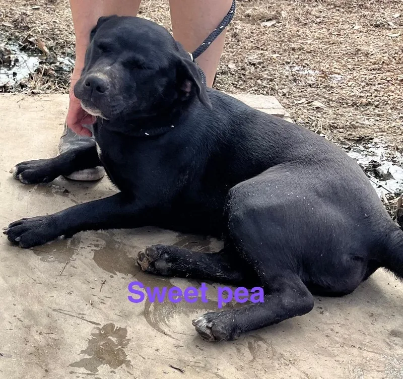 Sweet Pea thumbnail 3