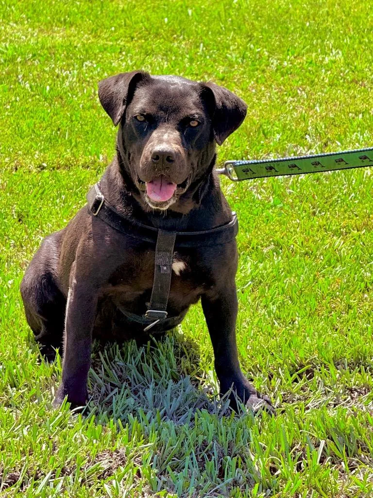 Sweet Pea thumbnail 4