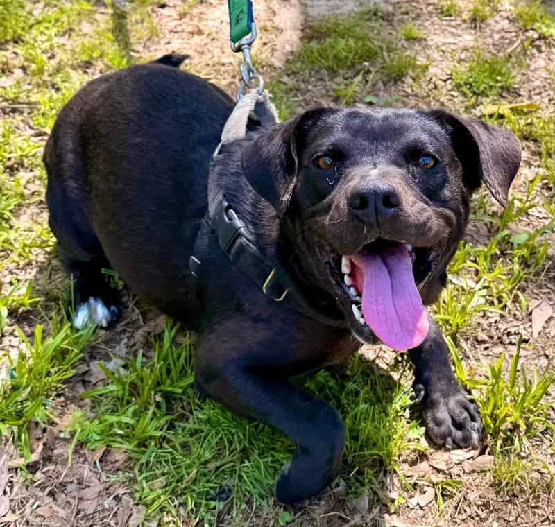 Sweet Pea thumbnail 5