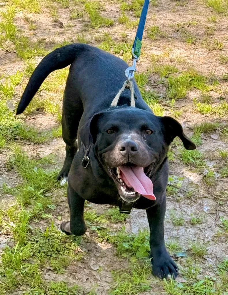 Sweet Pea thumbnail 6