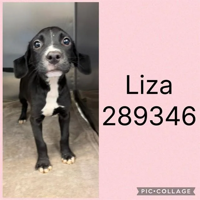 A baby small-sized female Labrador Retriever dog named Liza for adoption in Macon, GA