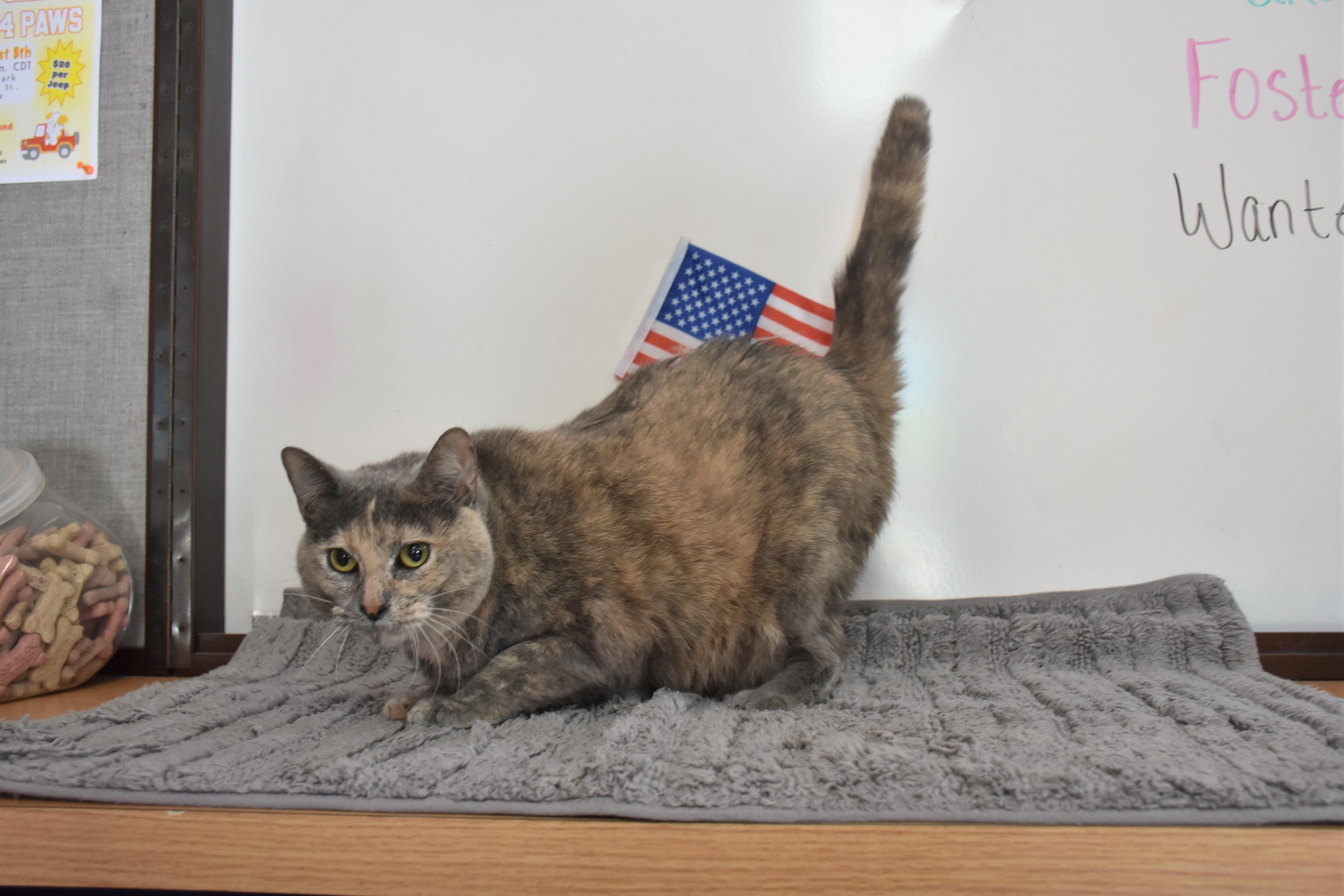 An adult large-sized female Dilute Tortoiseshell cat named Charcoal for adoption in North Judson, IN