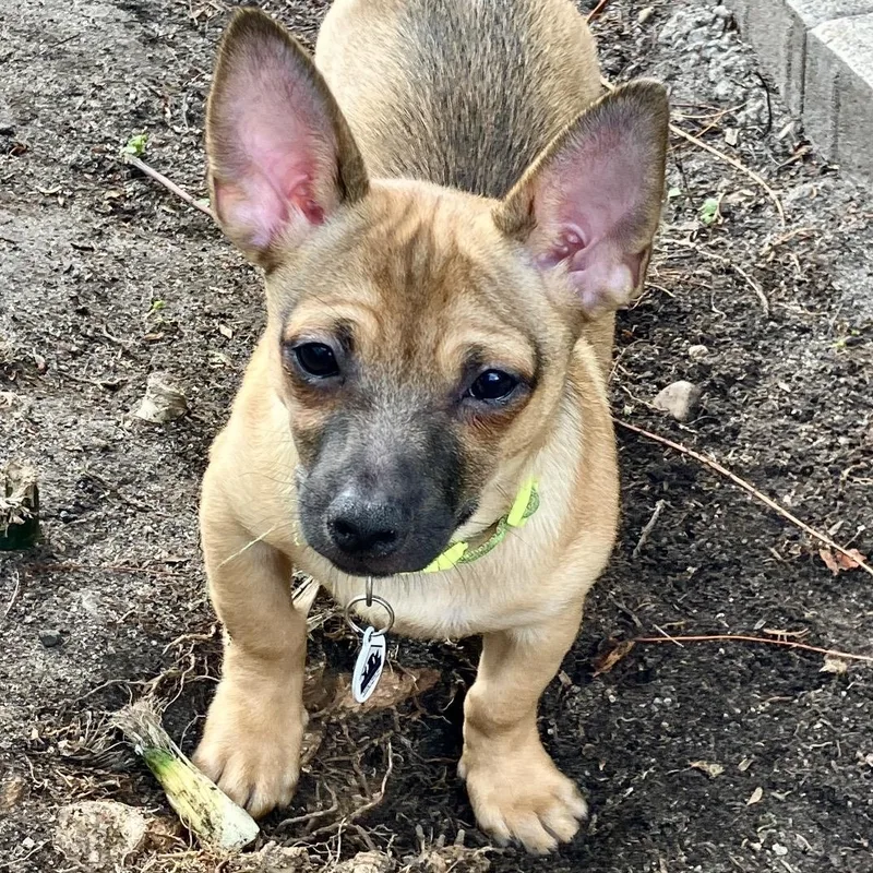 A baby small-sized male Golden Chihuahua dog named Jinx for adoption in Santa Monica, CA
