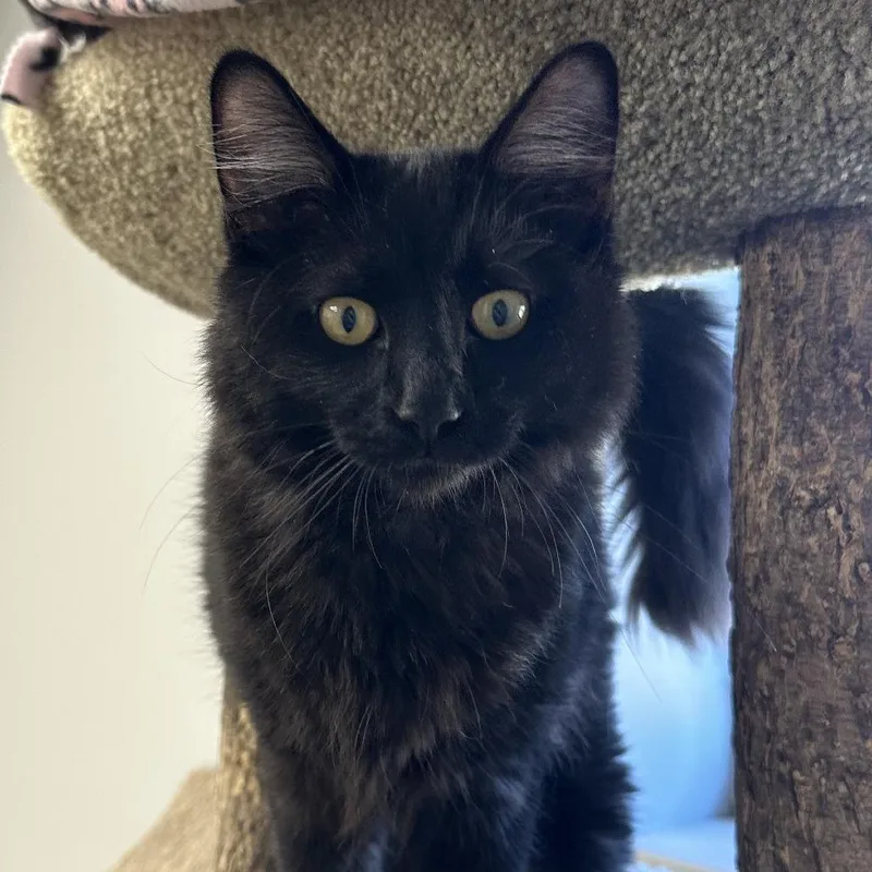 A young medium-sized male Domestic Medium Hair cat named Denali for adoption in Naperville, IL