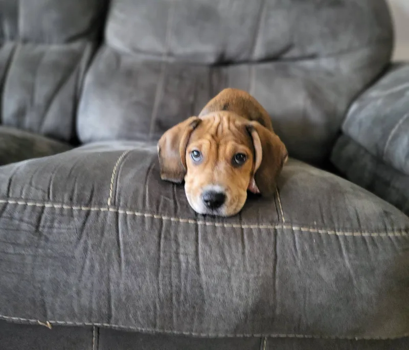 A baby medium-sized male Beagle dog named Tito for adoption in Petersburg, IN