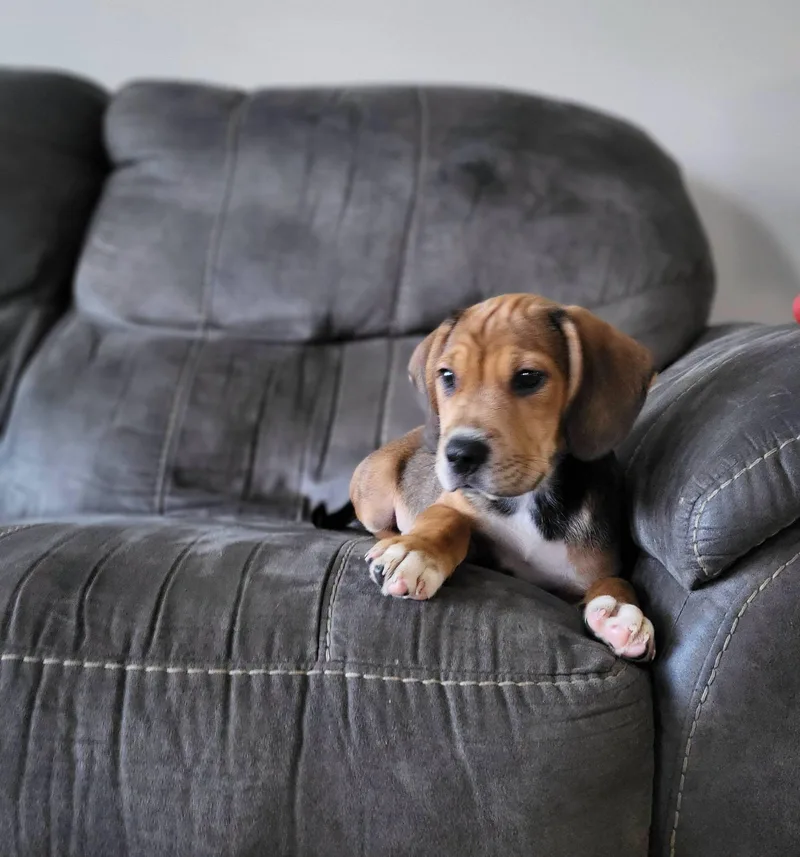 Tito thumbnail 2