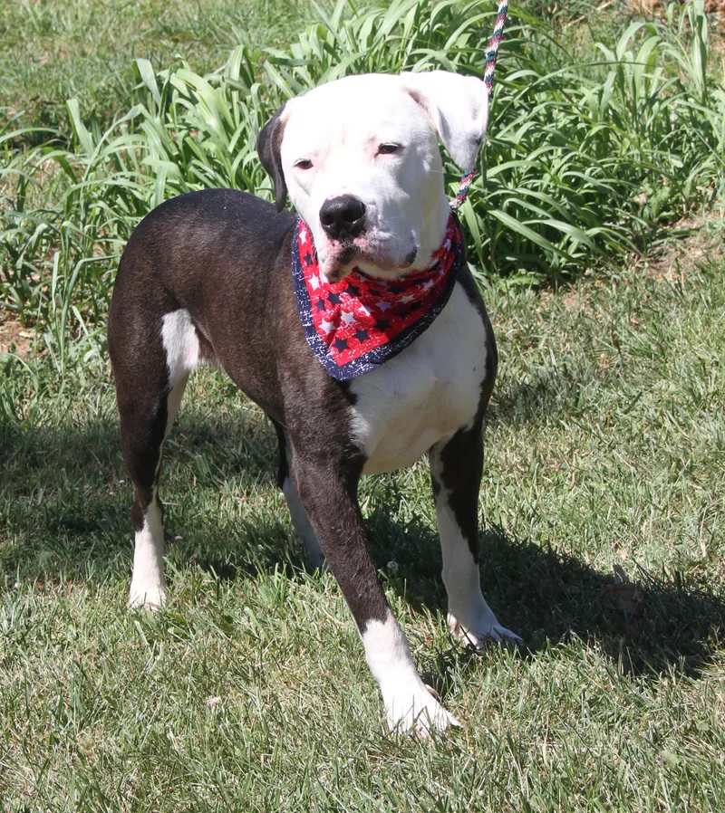 An adult extra large-sized male Pit Bull Terrier dog named Loki for adoption in Marietta, OH
