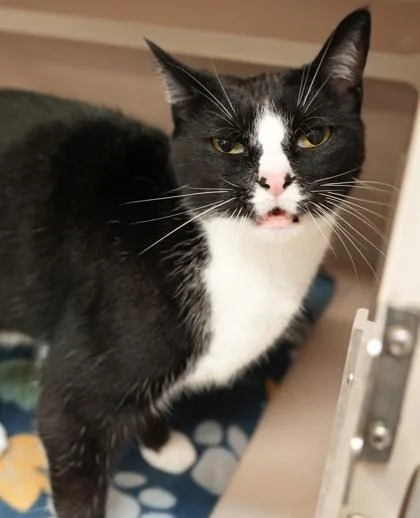 An adult large-sized male Domestic Short Hair cat named Oreo for adoption in Bowling Green, KY