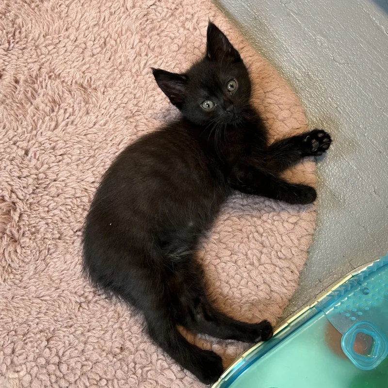A baby medium-sized female Black Domestic Short Hair cat named Bitsie for adoption in Brockport, NY
