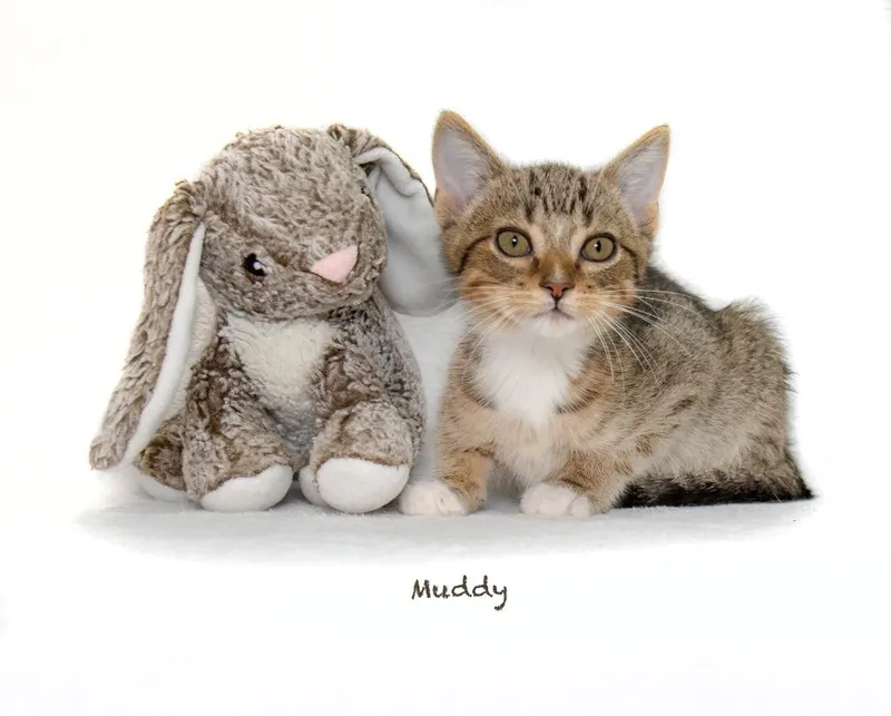 A baby small-sized male Domestic Short Hair cat named Muddy for adoption in Hot Springs Village, AR