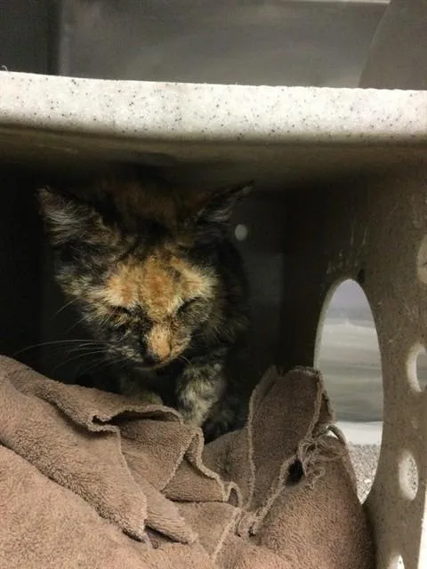 An adult small-sized female Domestic Short Hair cat named Pepsi for adoption in Riverside, CA