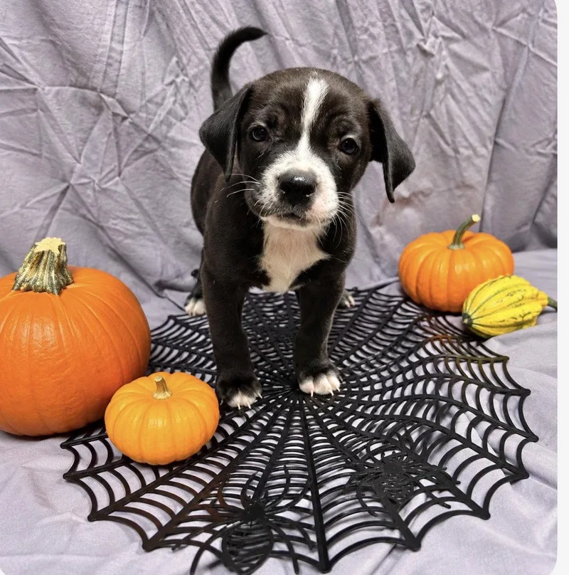 A baby medium-sized female Terrier dog named Cruton for adoption in Bothell, WA