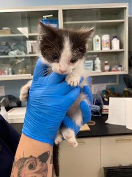 A baby small-sized male Domestic Short Hair cat named Nutterbutter for adoption in Santa Rosa, CA