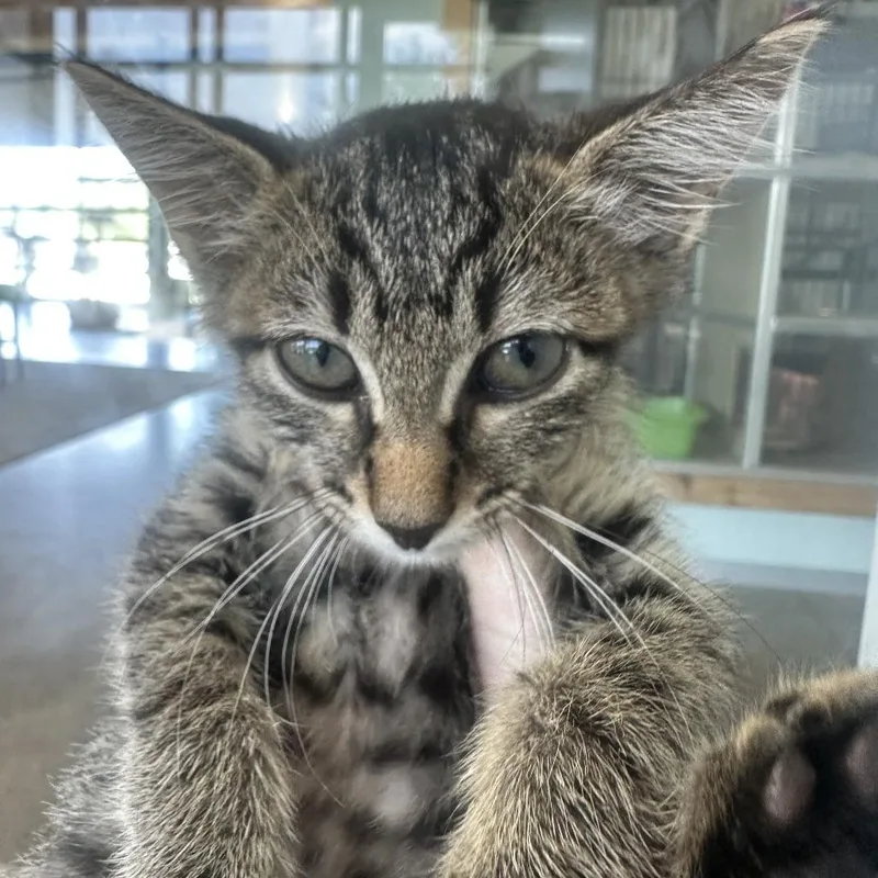 A baby small-sized female Black Domestic Short Hair cat named Dw Fka Dj for adoption in Leander, TX