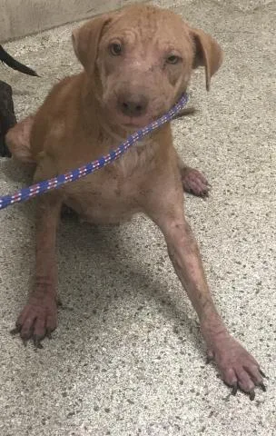 An adult medium-sized female Pit Bull Terrier dog named Topsy for adoption in Conroe, TX
